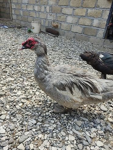 Temiz qan xoruzlar ve fereleri var hamisi yumurtlayir real alıcılar