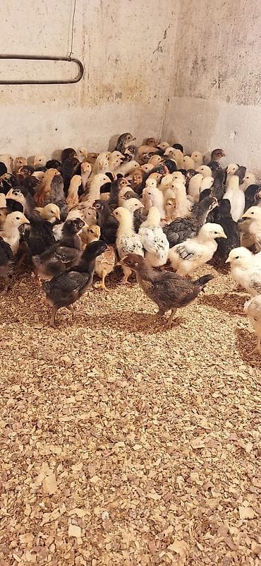 çüçə: Toyuq cücələri, Damazlıq, Ödənişli çatdırılma — 1