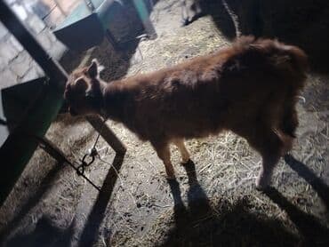 Atlar: Salam aleykum ana bala iney dir kim isdese vacapda yazsin vidiyosunu — 5