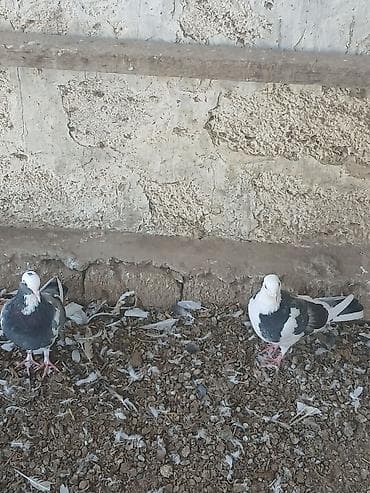 ev itleri balaca: Kəvəndilər təzə tüleydədilər öz quşlarımın balasıdı uçurtmamışam — 6