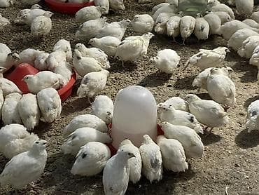 soba odun: Məhsul: Bildirçin – təmizlənmiş karkas Təsvir: - Ferma şəraitində — 6