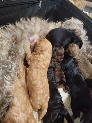 sort itler: Maltipo balası rəngə görə qiymət deyişir — 2