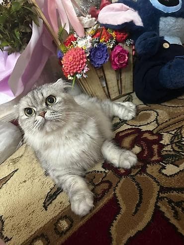 Şotland yastı qulaq lalafo.az -da Şotland yastı qulaq