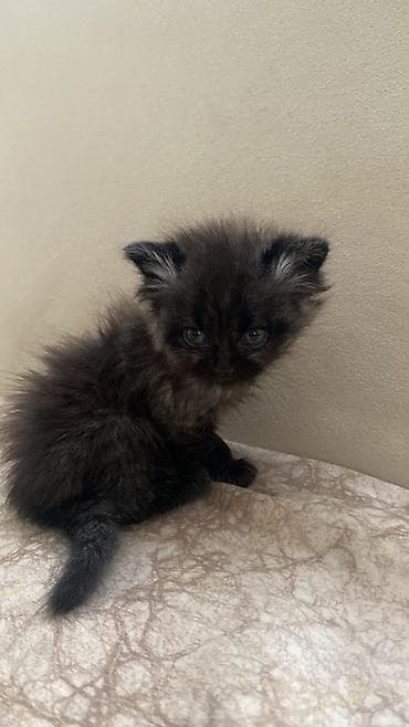 Salam pişiy balaları satılır şotland əyri və dik qulaqdi — 3