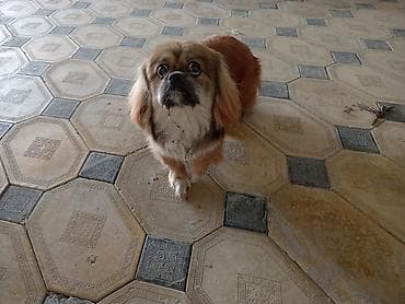 esək: Pekines, 6 ay, Erkek, Peyvəndli, Ödənişli çatdırılma — 2