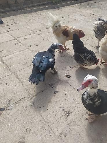 Mal-qara: Kom satılır hunduska xoruzun 6 klo çəkisi var real alıcıya endirim var — 2