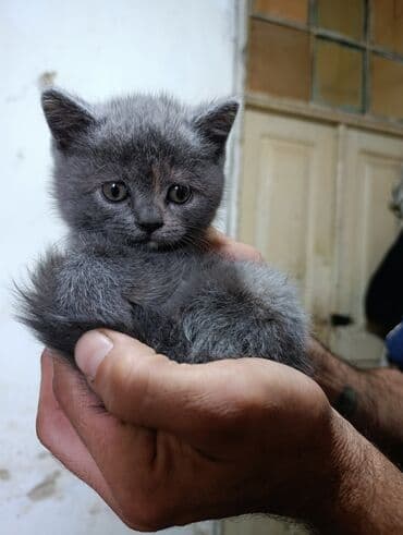 cins pisik cutlesdirme: Boz tüklü, yumşaq və balaca pişik balası Xüsusiyyətlər: - Rəng — 3