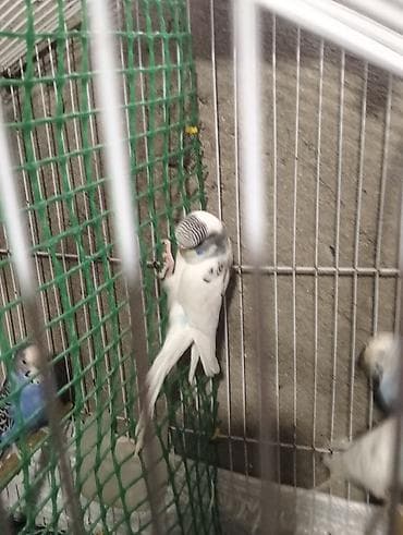 qızıl quş: Ag olan hazir disidi bidefe bala almisam 15m obirler yemem dusmus — 3