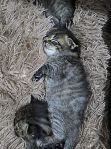 кошки в добрые руки баку: Кошки — 4