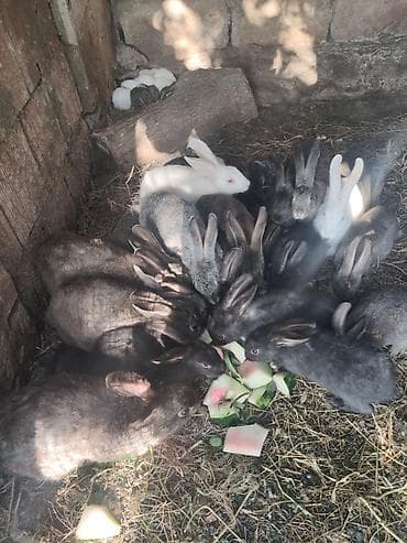 afcarka balası: 38 dene dovsandi çox olarki az olmaz 10 eded boyukdu qalani bala ( — 2