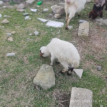 bala pitbul: Ana bala. bala disidi sağlam heyvanlar dir — 3