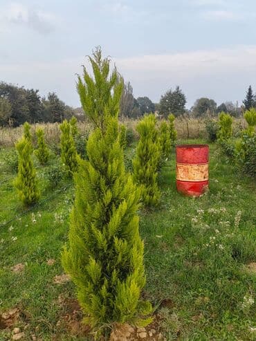 kala gülünün faydaları: Limon yolka ağacları 1 meterden 2.30 metreye kimi satilrir 300.350 — 2