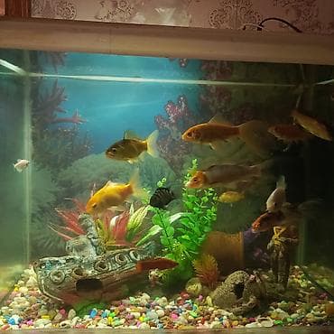 akvarium satilir: Dördbucaq akvarium, Balıqlarla birlikdə, 130 l, Ünvandan götürmə — 3
