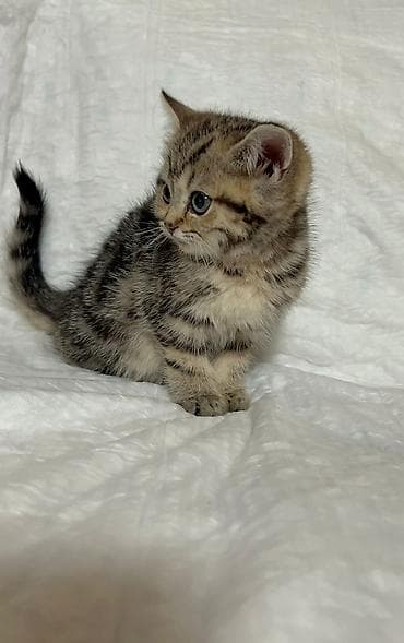 Britan, Yaxşı əllərə