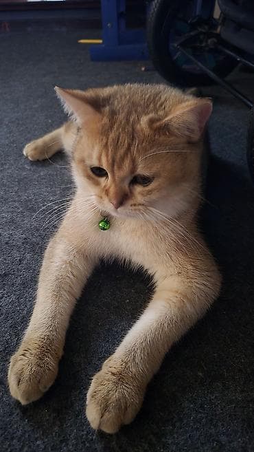 pisiylər: Qızıl şinşilla, Erkək, Yaxşı əllərə, Ünvandan götürmə, Ödənişli çatdırılma — 5