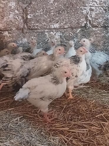 Toyuq cücələri, Ətlik