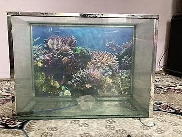 Quşlar: Şüşə akvarium – dekorativ arxa fonla - Material: qalın şüşə — 5