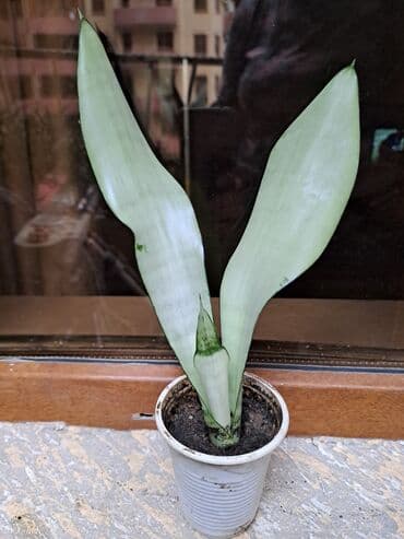 Təmir və tikinti: Сансивьера голубая — 4