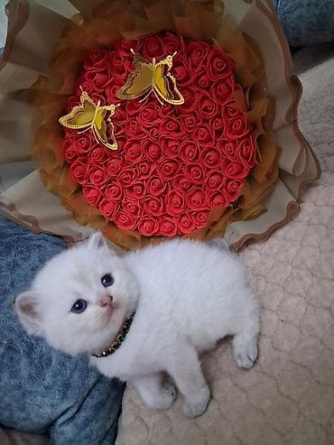 Шиншилла, Самец, В добрые руки, Самовывоз, Платная доставка — 4