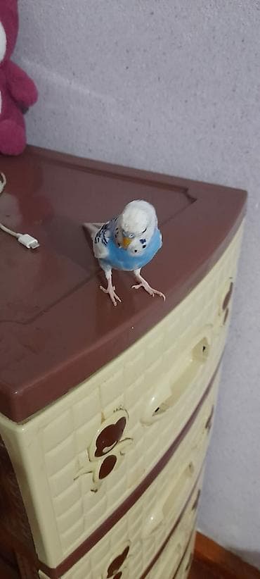 quş yuvalari: Ələ öyrəşmiş quşdu kim isdese videolarinida ataram baxar fikri ciddi — 10