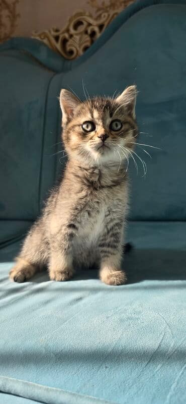 pişik sudu: Tabbi, Yaxşı əllərə — 4