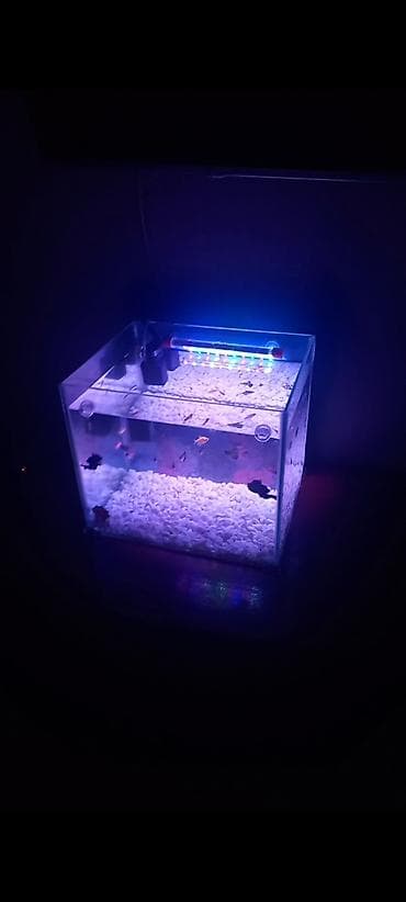 akvaryum altlığı: Dördbucaq akvarium, Boş, 50 l, Ünvandan götürmə — 2