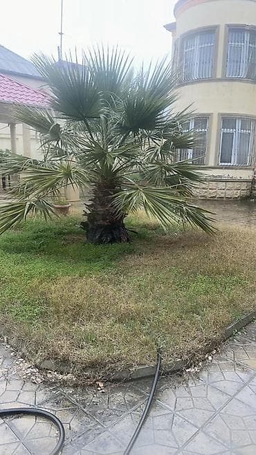 pavloniya agaci: Dekorativ palma ağacı – həyət və bağ üçün 18 ilin agaci - Növ: Fan — 1