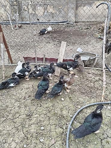 Pişiklər: Digər quşlar — 5