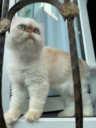 pers pişik: Fars, Dişi, Yaxşı əllərə, Ünvandan götürmə — 2