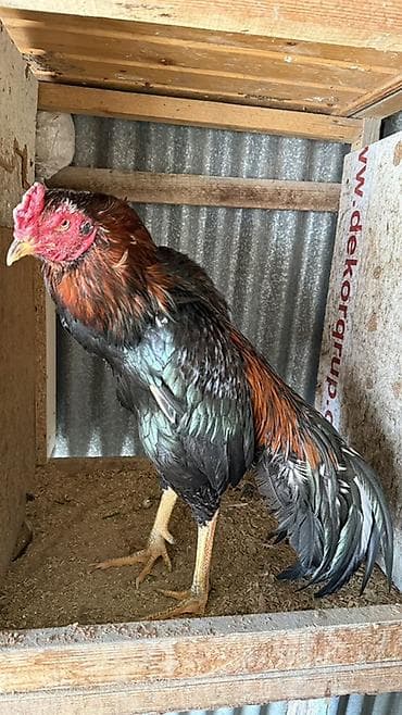 Gəmiricilər: Temiz Yapon xoruz 2 yaş yarımlıqdı döyüşü var isdeyen yazsın — 4