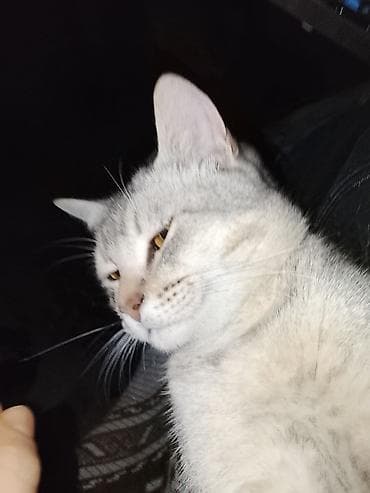 azərbaycanca pişik adları: Erkək — 3