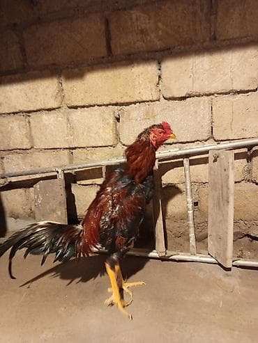 Heyvanlar üçün mallar: Məhsul: Ev toyuğu (horoz) 1 yaş 3 aylıq cinsi Yapon çəki 2.400 1 ay — 1