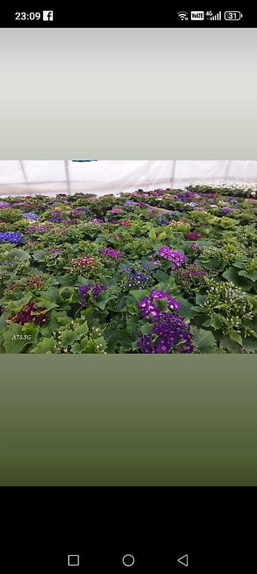 15 neferlik paytaxt salatı: LAVANDA ştillərdi. Hazır torfda istənilən yerə köçürülməyə tam hazır — 9