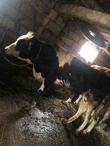 ördək bala: Ala cins erkey cönge satılır ciddi şexsler elaqe saclasın — 1