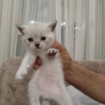 в добрые руки: Şotland, Dişi, Yaxşı əllərə, Ünvandan götürmə — 12