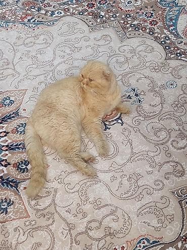 kənd toyuqlarının satışı: Şotland, Erkək, Yaxşı əllərə — 2