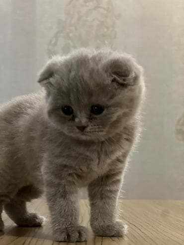 Şotland lalafo.az -da Şotland