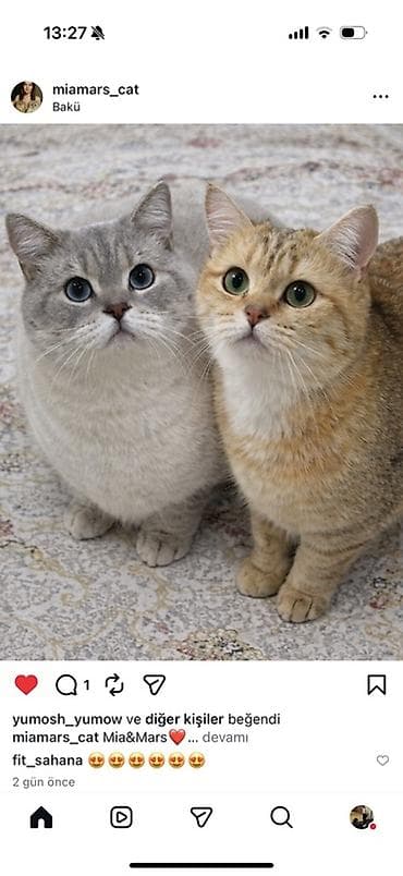 мини пудель: Sahibləndirilir : Paroda Colorpoint Chincilla 3 yaş Erkək hal hazırda — 5