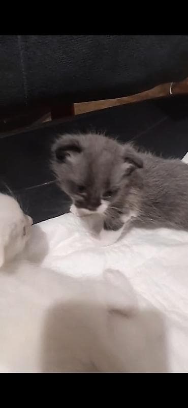 balaca quzu: Şirin balaca pişik balaları - Rənglər: qar bəyaz və boz-ağ qarışıq — 3