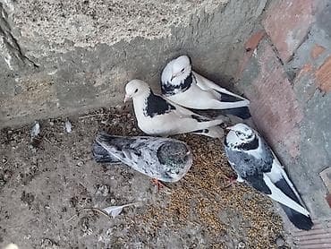 ev quşları haqqında melumat: - Şəkillərdə 4 ədəd göyərçin göstərilir. Hazır cut yumurtaya qovullar — 2