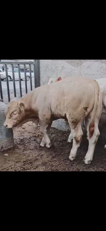 Satışda: 2 baş ətlik buzaq - Növ: erkək buzaqlar - Rəng: açıq krem və