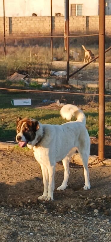 gold şinşila pişik: Qurdbasar, 10 ay, Dişi, Peyvəndli, Pulsuz çatdırılma — 4