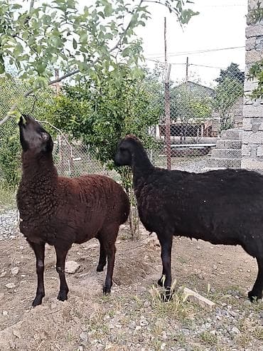 bala qoyun: Dişi, il: 1, Damazlıq, Ünvandan götürmə — 10
