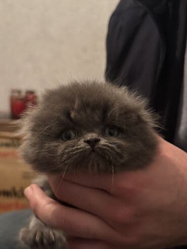 Şotland uzun tüklü, Dişi, Ünvandan götürmə — 2