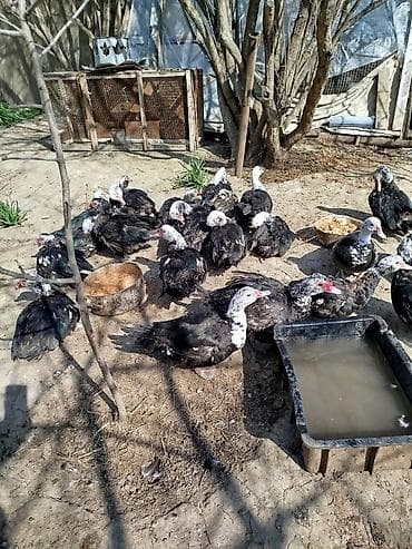 Gəmiricilər: Lal ördəklər satilir dişidilər sağlam yerli sortdu — 7