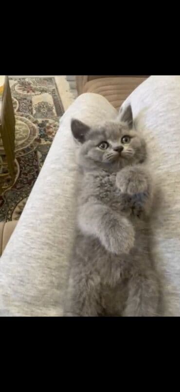 arı şəkilləri: Şinşilla, Erkək, Dişi — 2