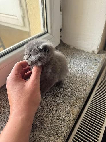 ev heyvanları: Şotland, Yaxşı əllərə — 6