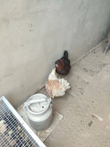 Yumtlayan toyu son qimet 11