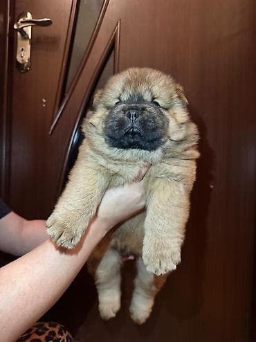chow chow: Çau-Çau, 1 ay, Dişi, Sənədli — 2