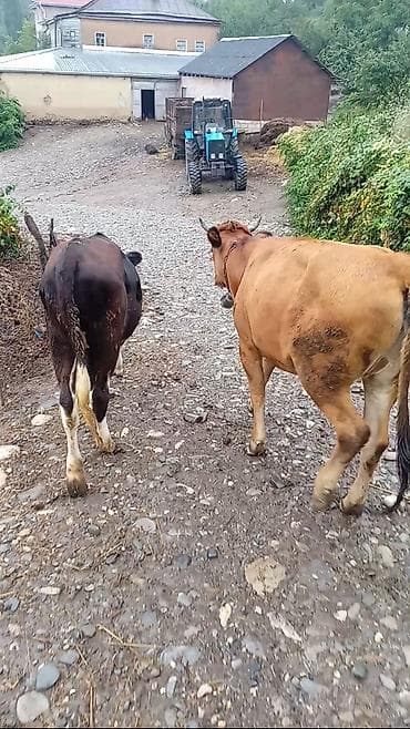 купить собаку в: 2 dişi 1 erkey. Danalar kom satılır. Tək tək qiymətləri fərqlidi — 3